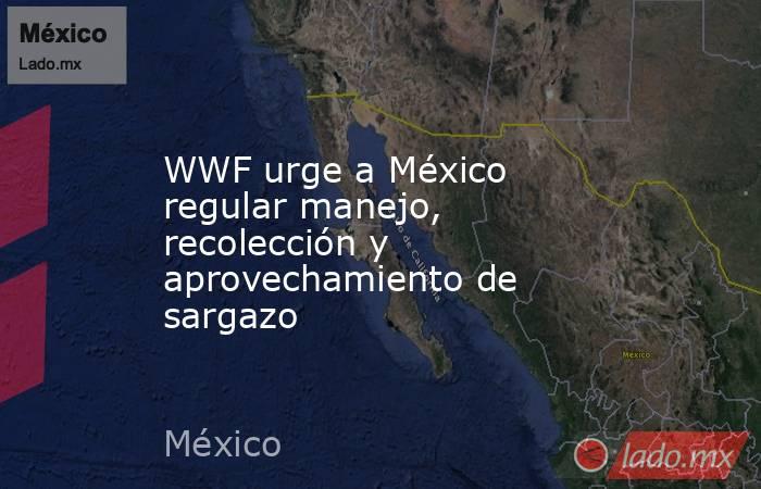 WWF urge a México regular manejo, recolección y aprovechamiento de sargazo. Noticias en tiempo real