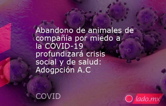 Abandono de animales de compañía por miedo a la COVID-19 profundizará crisis social y de salud: Adogpción A.C. Noticias en tiempo real