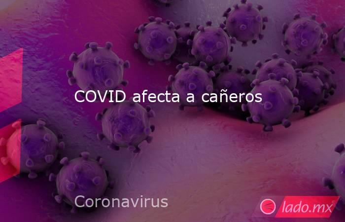 COVID afecta a cañeros. Noticias en tiempo real