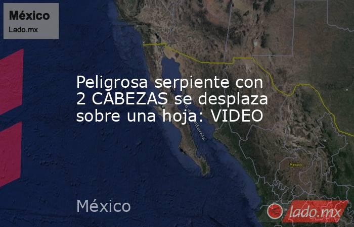 Peligrosa serpiente con 2 CABEZAS se desplaza sobre una hoja: VIDEO. Noticias en tiempo real