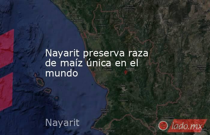 Nayarit preserva raza de maíz única en el mundo. Noticias en tiempo real