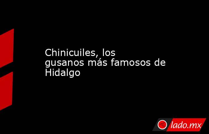 Chinicuiles, los gusanos más famosos de Hidalgo . Noticias en tiempo real