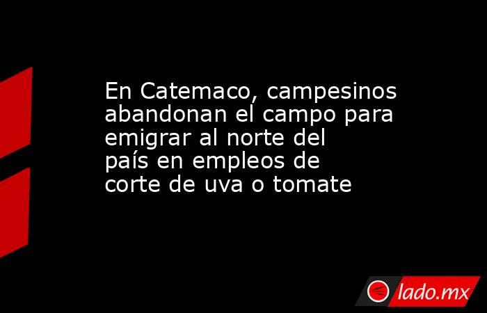 En Catemaco, campesinos abandonan el campo para emigrar al norte del país en empleos de corte de uva o tomate. Noticias en tiempo real