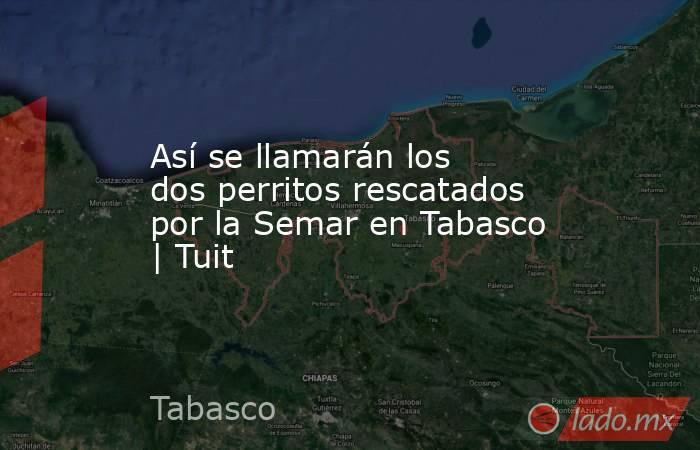 Así se llamarán los dos perritos rescatados por la Semar en Tabasco | Tuit. Noticias en tiempo real