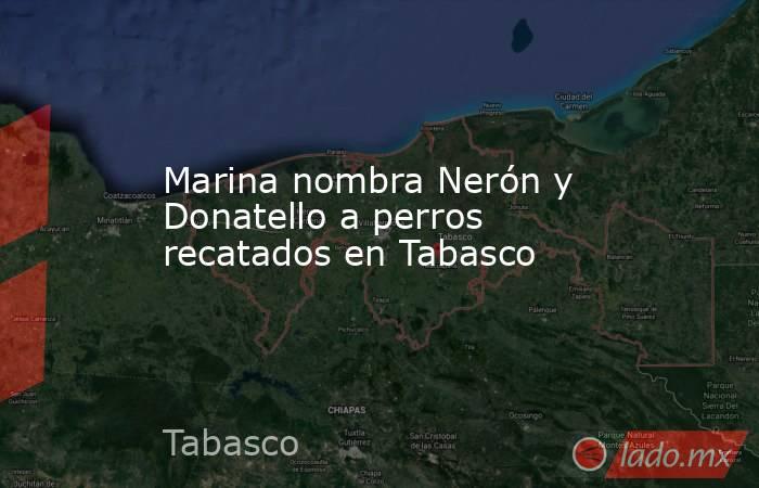 Marina nombra Nerón y Donatello a perros recatados en Tabasco. Noticias en tiempo real