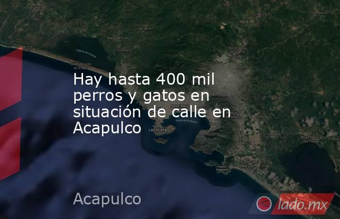 Hay hasta 400 mil perros y gatos en situación de calle en Acapulco. Noticias en tiempo real