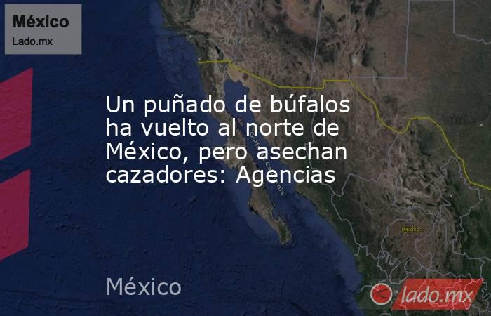 Un puñado de búfalos ha vuelto al norte de México, pero asechan cazadores: Agencias. Noticias en tiempo real