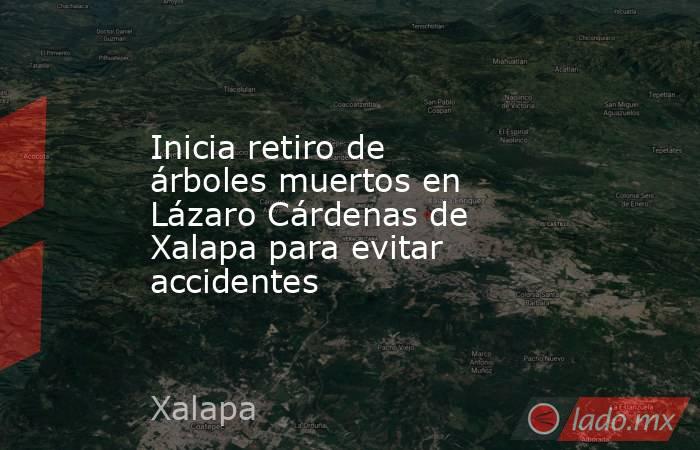 Inicia retiro de árboles muertos en Lázaro Cárdenas de Xalapa para evitar accidentes. Noticias en tiempo real