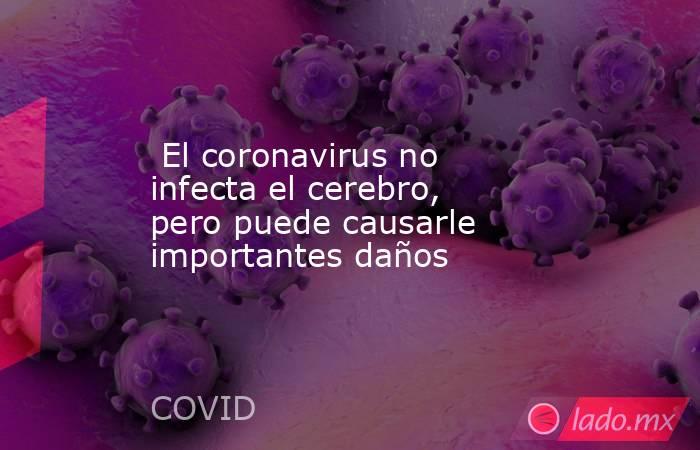  El coronavirus no infecta el cerebro, pero puede causarle importantes daños. Noticias en tiempo real