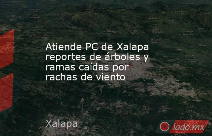 Atiende PC de Xalapa reportes de árboles y ramas caídas por rachas de viento. Noticias en tiempo real
