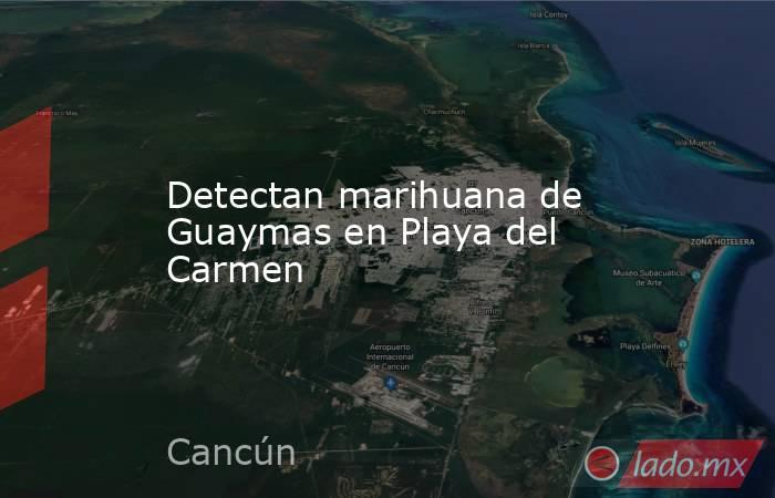 Detectan marihuana de Guaymas en Playa del Carmen. Noticias en tiempo real