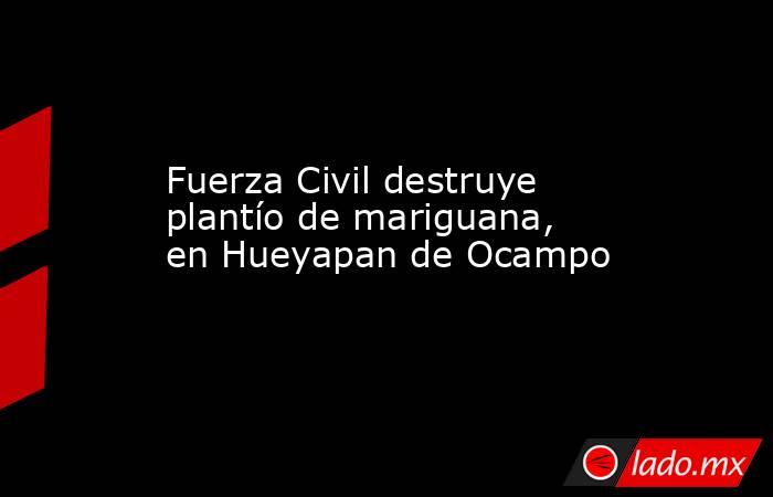 Fuerza Civil destruye plantío de mariguana, en Hueyapan de Ocampo. Noticias en tiempo real