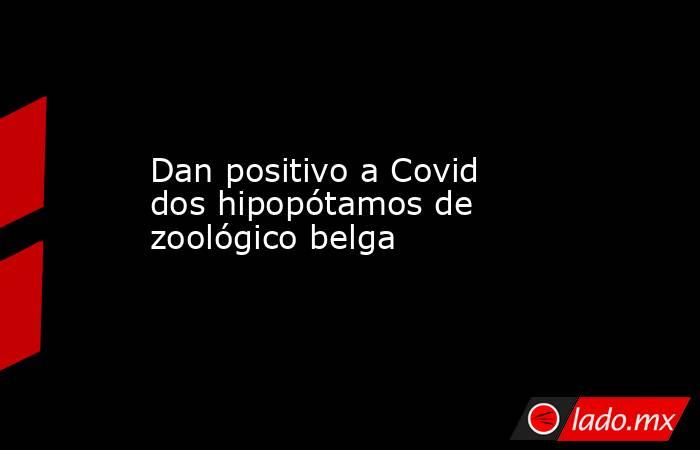 Dan positivo a Covid dos hipopótamos de zoológico belga. Noticias en tiempo real